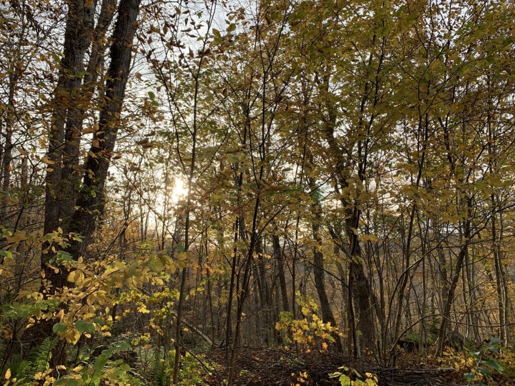 Growing Forests Carbon Project